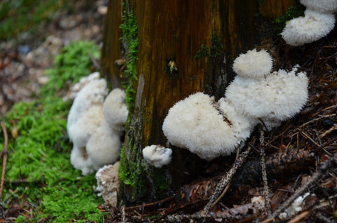 Lions mane grows on trees