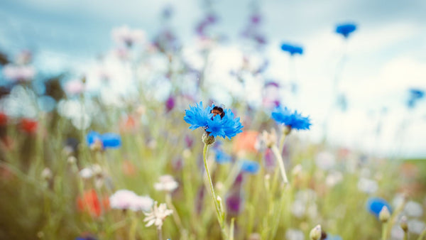 Blumenwiese für Bienen