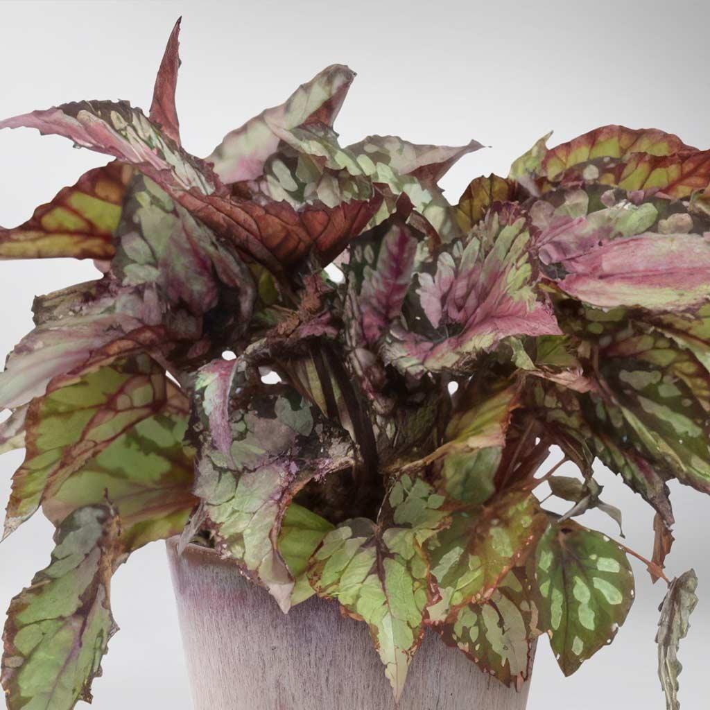 Begonia Rex 'Salsa'