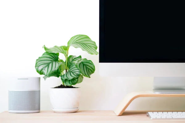 Calathea thriving in indirect light near east-facing window