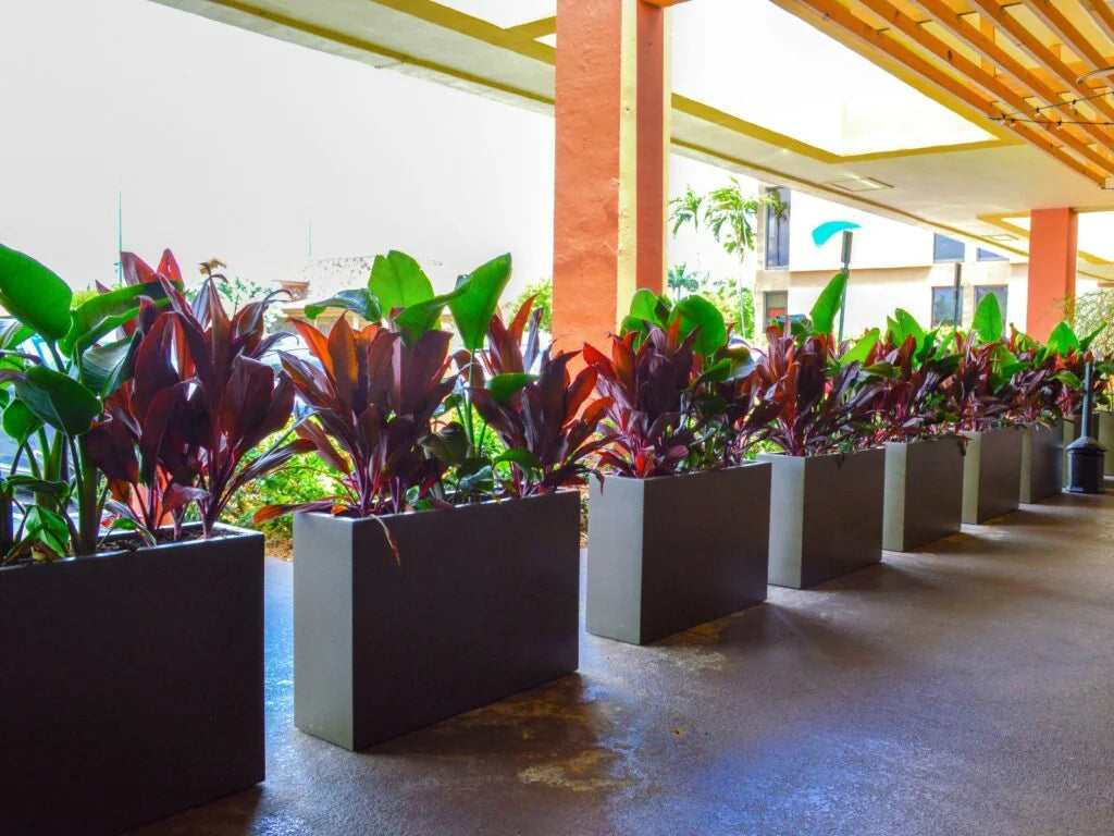 Elegant tall planters defining outdoor space
