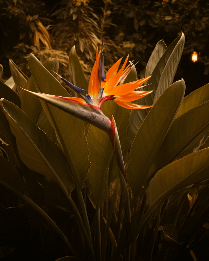Bird of Paradise plant with yellow leaves