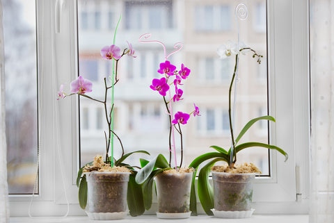 Moth Orchid with vibrant flowers