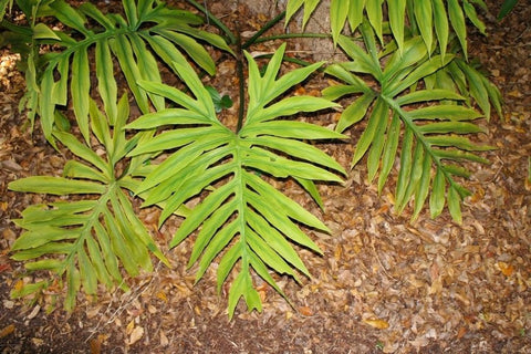 Philodendron Tortum