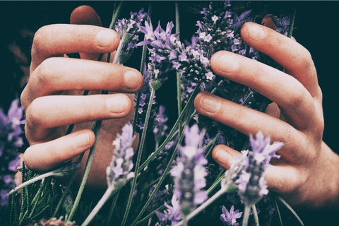 Lavender held in hands