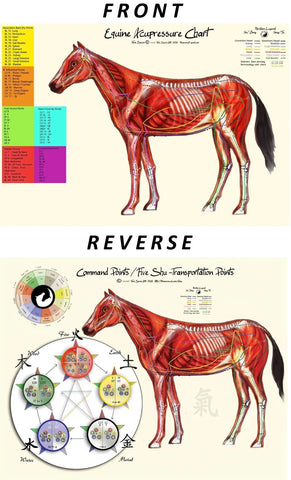 How To Use IteraCare Wand on a Horse