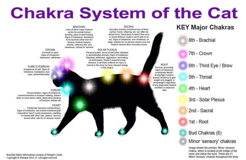 Chakra System on a Cat