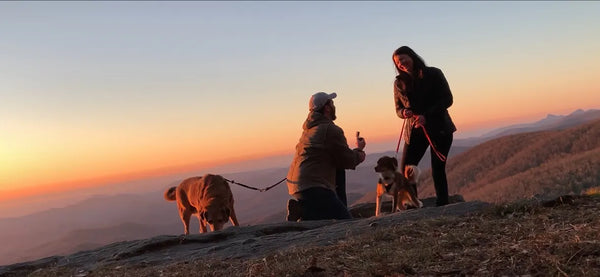 Couple on mountain top with dog and he's proposing