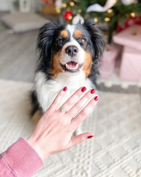 Diamond ring on finger after proposal at home with the family dog