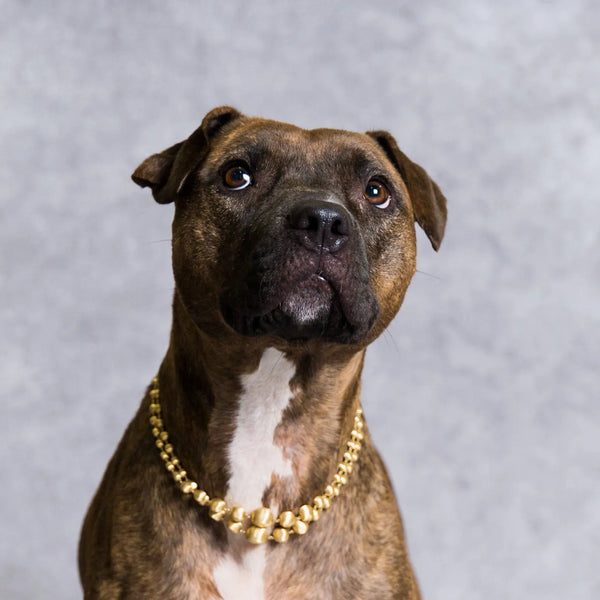 Dog wearing gold necklace