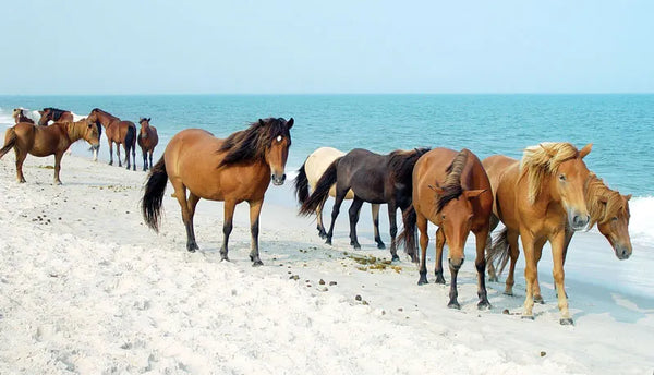 horses on beach