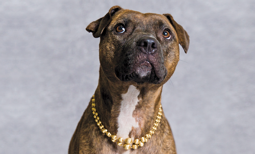 Dog Wearing Jewelry