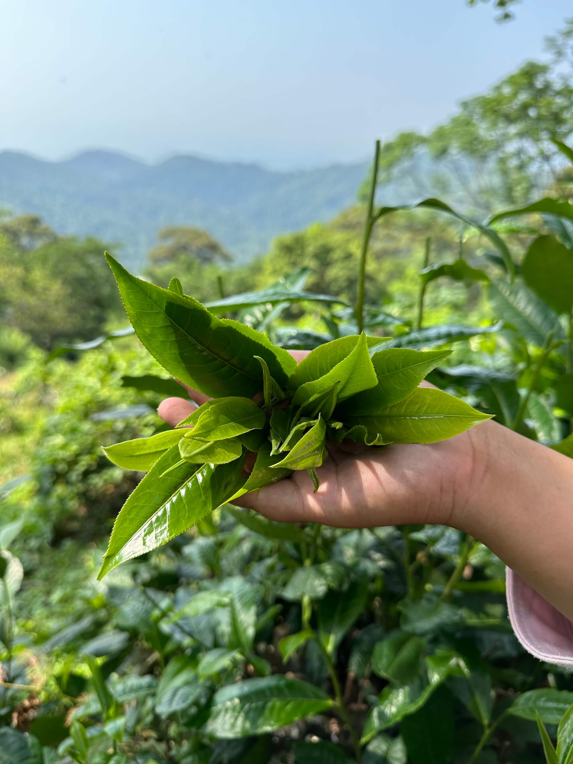 Wild Thai Green