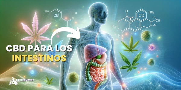 CBD para problemas intestinales