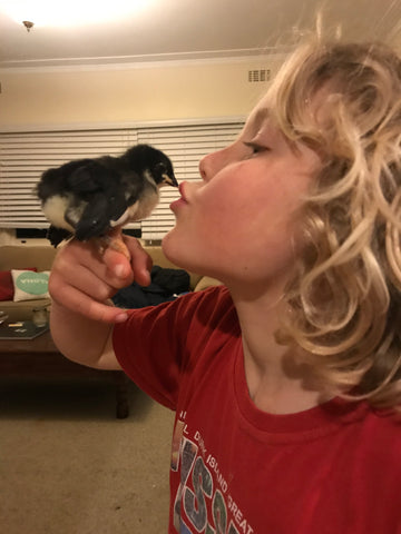 Son and baby chicken