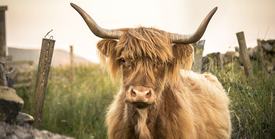 Highland cow