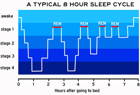 a typical 8 hour sleep cycle