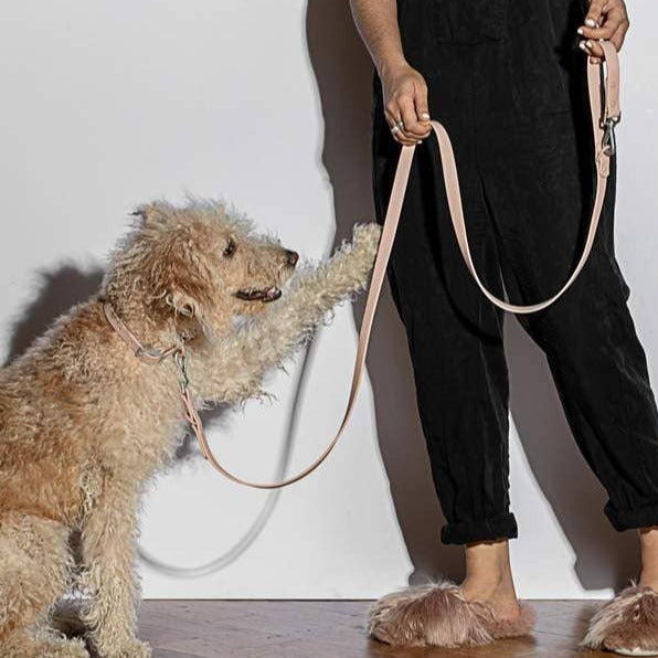 blush dog leash