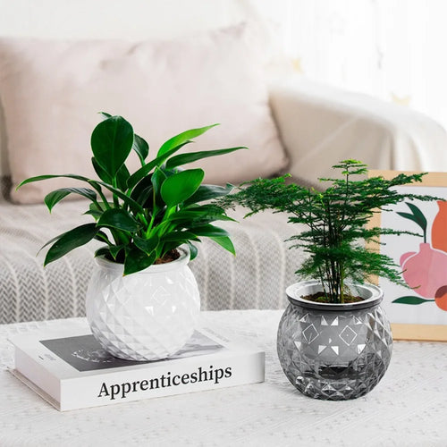 Fashion Self Watering Hydroponic Plants Pot Plastic Removable Flowerpot Mini Succulent Planter Tabletop Vase