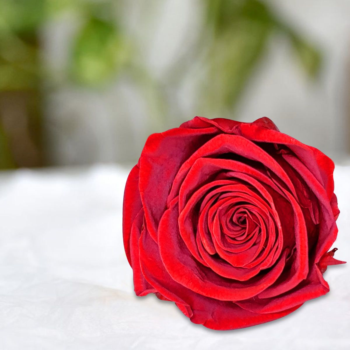 Long Lasting Preserved Forever Rose Red - Real Flower