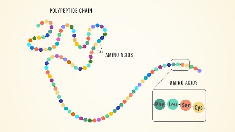 Graphic showing amino acids making up a polypeptide chain