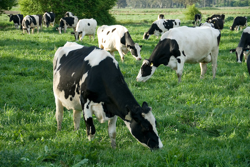 Dairy cows grazing on grass in a field