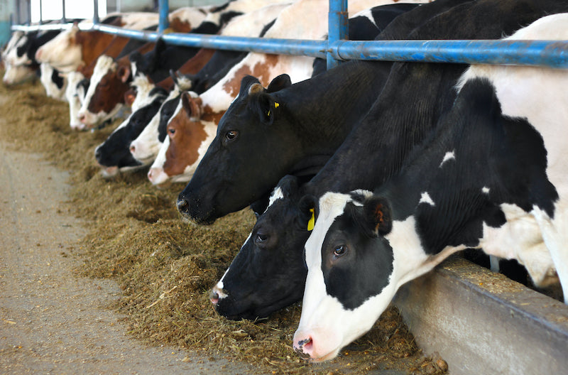 Dairy cows in a feedlot