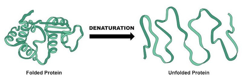 Graphic showing a protein before and after being denatured