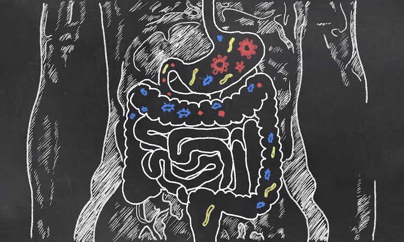 Illustration showing the digestive system