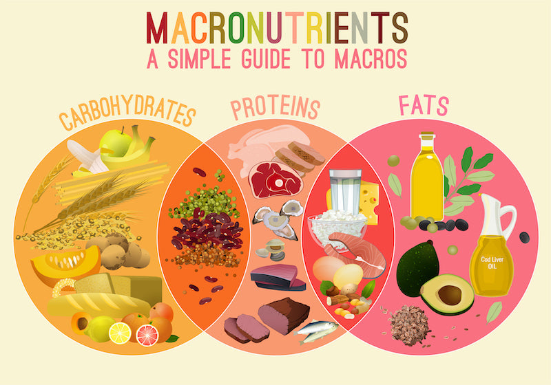 Graphic showing the three macronutrient groups and various categorized foods