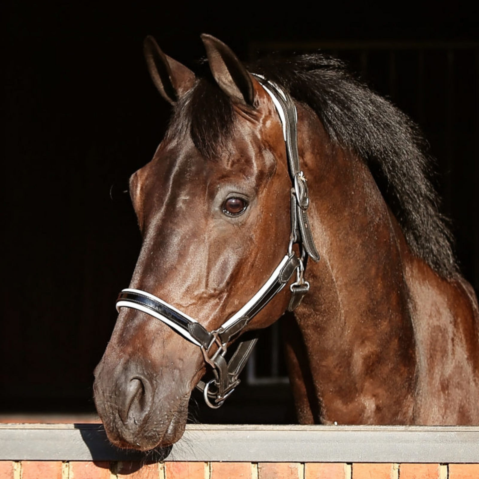 Joseph Lyddy Leather Conditioner - The Horse Rug Whisperer