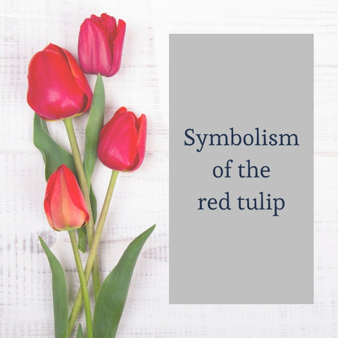 symbolism-of-red-tulip