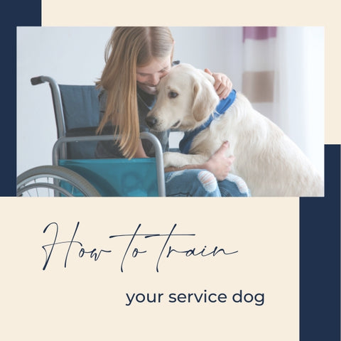 training service dogs