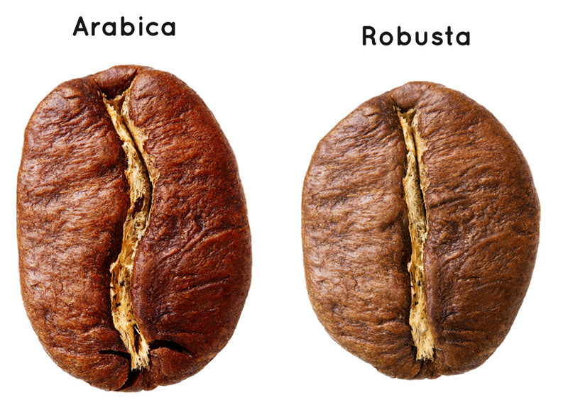 Arabica vs. Robusta coffee beans