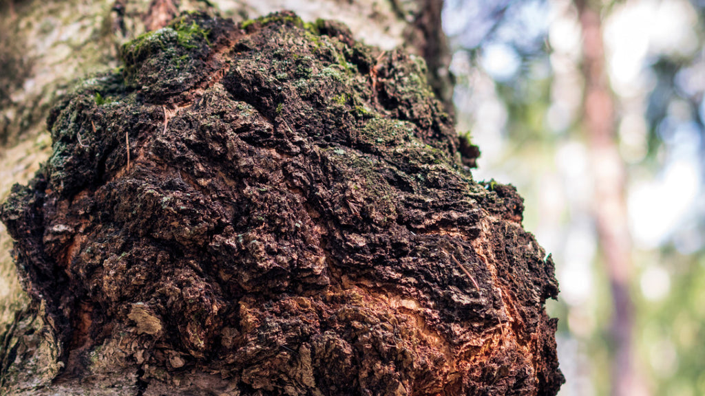 Chaga on a tree