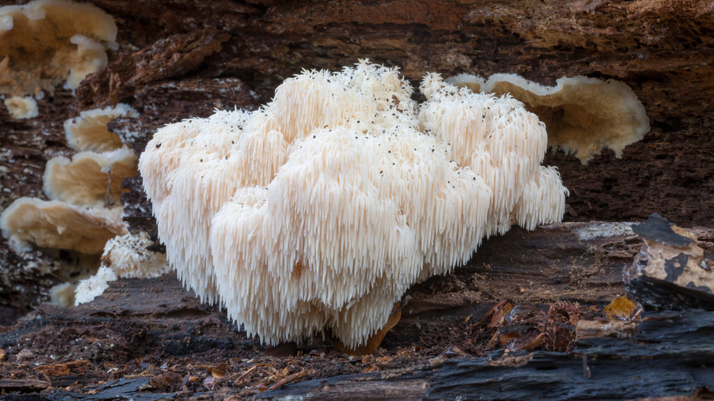 Lion's Mane