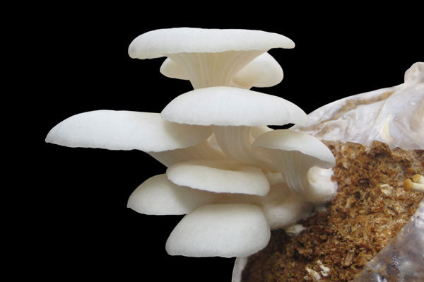 mushroom fruiting body