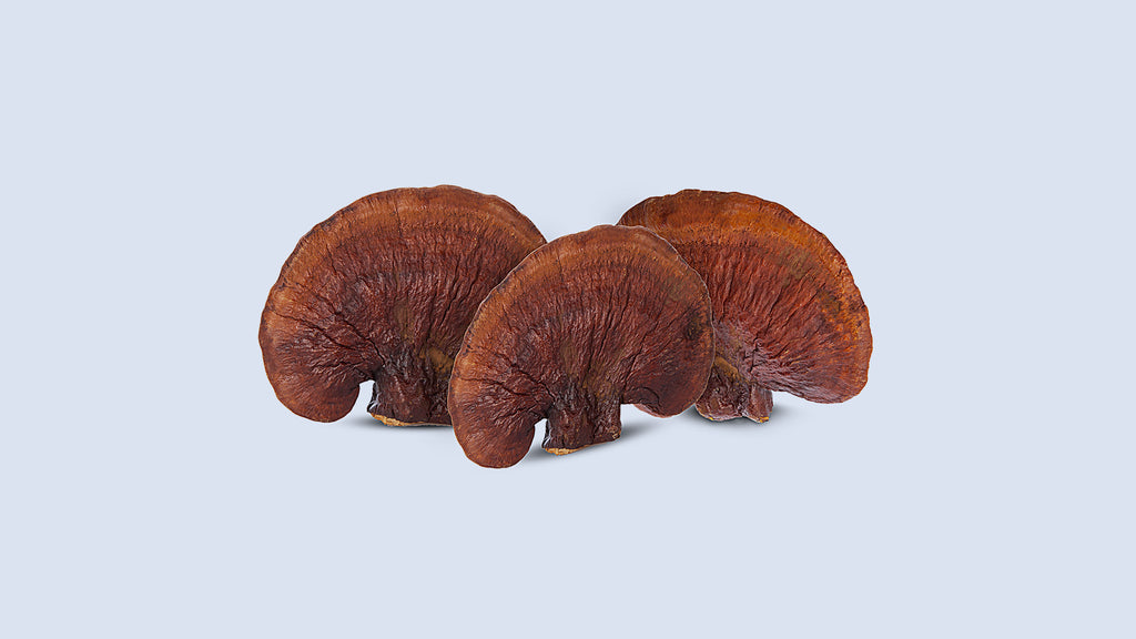 Reishi