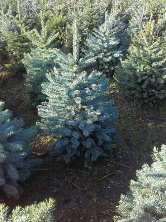 ONWAAR Nieuwsgierigheid Alaska Picea pungens Glauca, 100-120cm, root – Svedberga International
