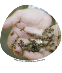 Bees on two cupped hands