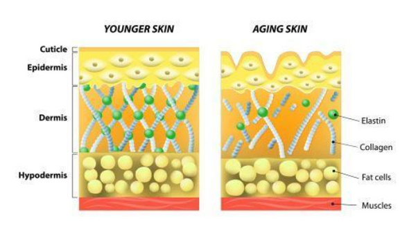 young and old skin image