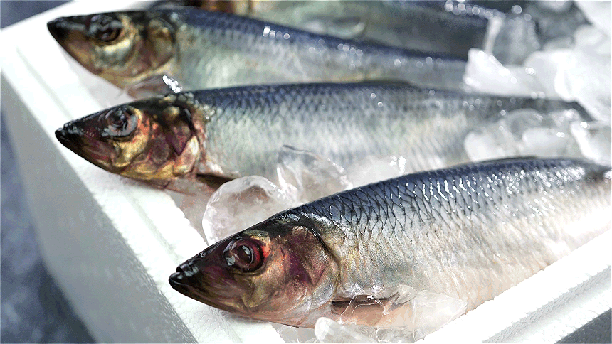 [제주바다수산] 제철 별미! 청어 (횟감용) 500g