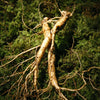 all_ginseng_t_1.c6e2afac9260c942f3e10f4511b8c019.jpg