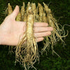 big_ginseng_t_1.10badf49994572d836b0277a7d9624ac.jpg