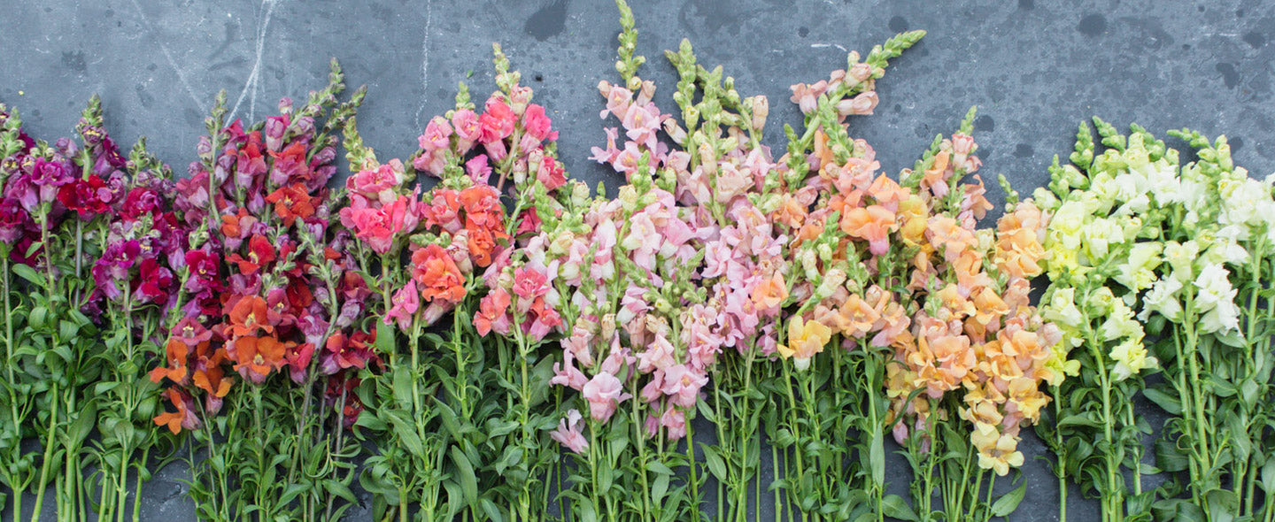 Snapdragon Madame Butterfly Mix – Floret Library