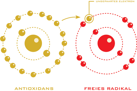 Neutralisierung von freiem Radikal durch ein Antioxidans