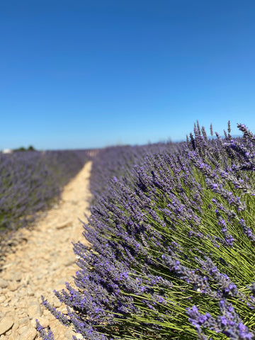 L'huile essentielle de Lavande Officinale bio 1