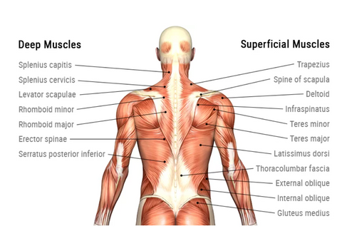 Back Muscles Anatomy