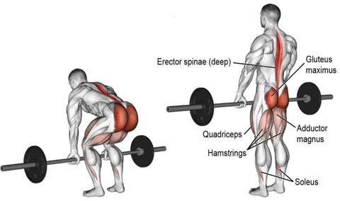 Deadlift Muscles Works on
