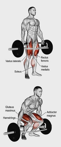 Muscles worked in Hex Bar Deadlifts